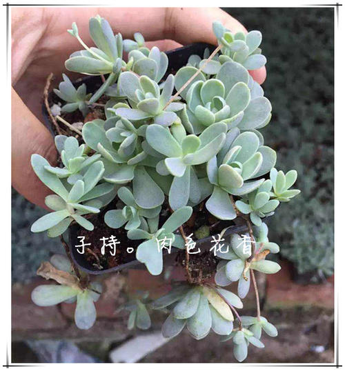 花的岁月