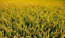 秋天来到了广场