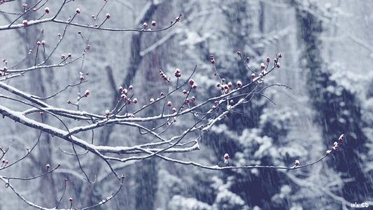 思雪