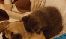 我变成了一只狗