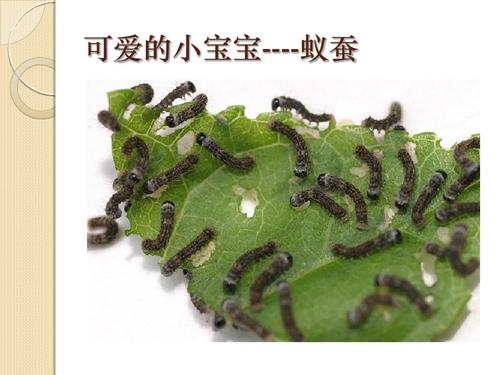 蚕的启示