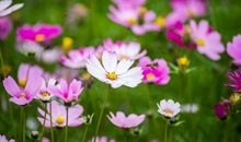 让花与泥走进心灵