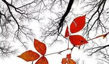 冬天最后一片落叶