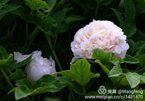 春天是生命的使者