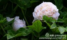 春是生命的使者