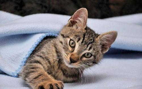 我最喜欢的猫