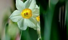 凌波仙子——水仙花