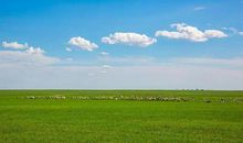 天苍苍，野茫茫