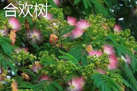 奇妙的合欢树