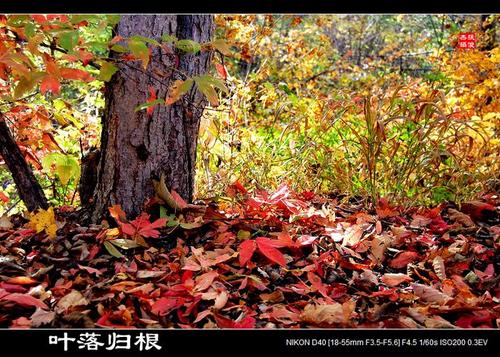 叶落根