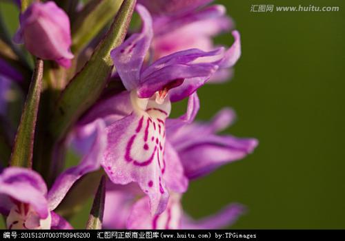 兰花盛开在山谷中