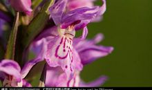 山谷中的兰花盛开