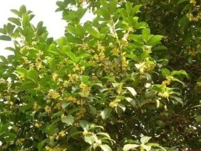 桂花校园香气