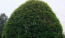 我家院子里的桂花树