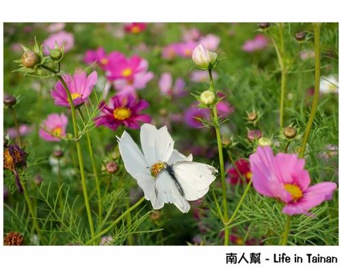 走在开花的季节