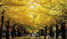 迷人的春夏秋冬