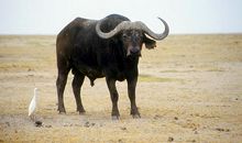 水牛