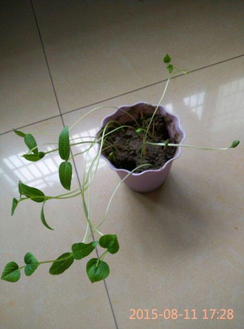 黑豆生长观察日记