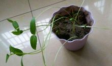 黑豆生长观察日记