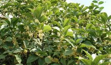 丹桂飘香满校园