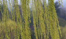 春意浓浓慢城游