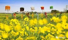 我爱金花三月的慢城