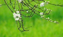 又是一年三月三