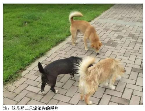 我和流浪狗