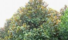 我爱校园的广玉兰