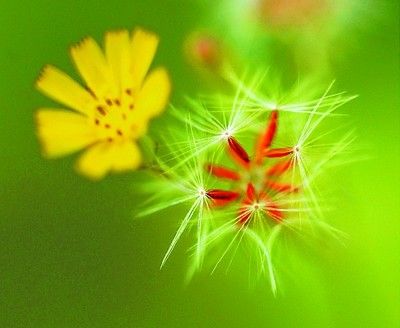 让生活像夏日花朵一样灿烂