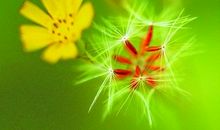 让生命如夏花般灿烂