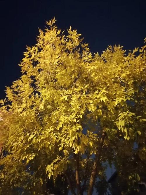 让灵魂像树一样站立