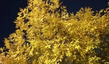 让灵魂站立成树