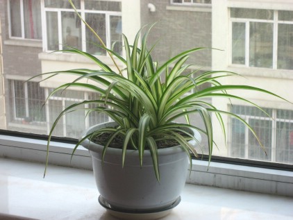 蜘蛛植物“复活”的启示
