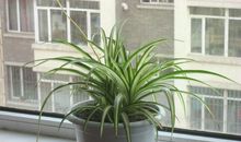 吊兰“起死回生”的启示