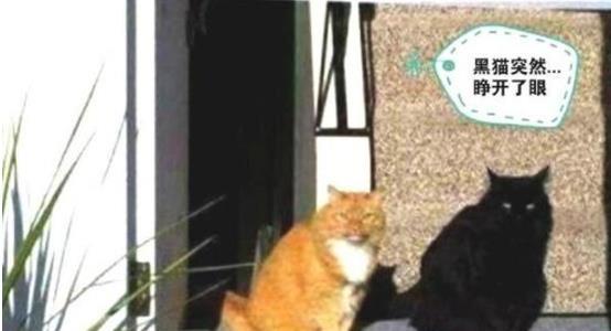 看完猫的任务