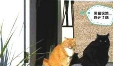 一只猫的使命读后感