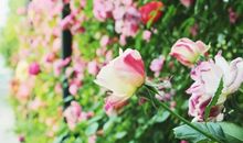 陶醉于朵朵蔷薇