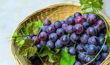 都是葡萄惹的祸