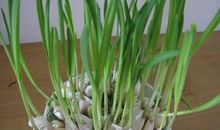 种大蒜观察日记