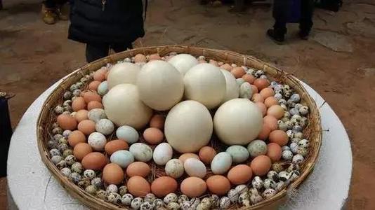 种蛋
