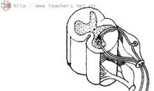 有趣的膝跳反射