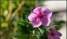 记忆里盛开的花