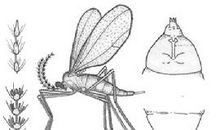 捉蚊趣事作文300字