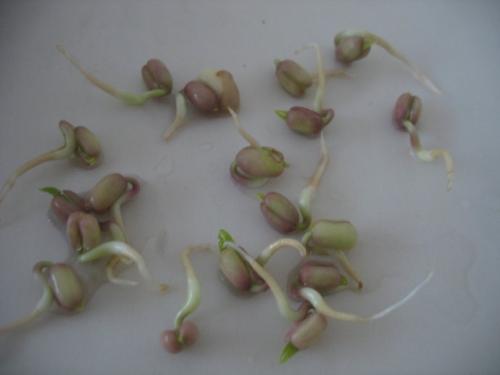 豌豆观察日记