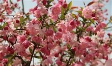 写海棠花的作文