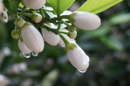 葡萄柚花