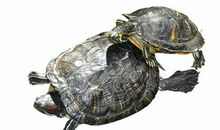 我的心爱之物乌龟