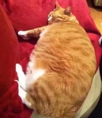 我发现猫吃草的秘密