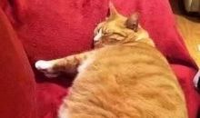 我发现了猫吃草的秘密